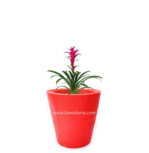 COMBO CÓNICA 59 CM CON BROMELIA - Tumatera.co