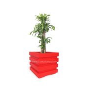 COMBO CUBO 48 CM CON PALO BRASIL - Tumatera.co