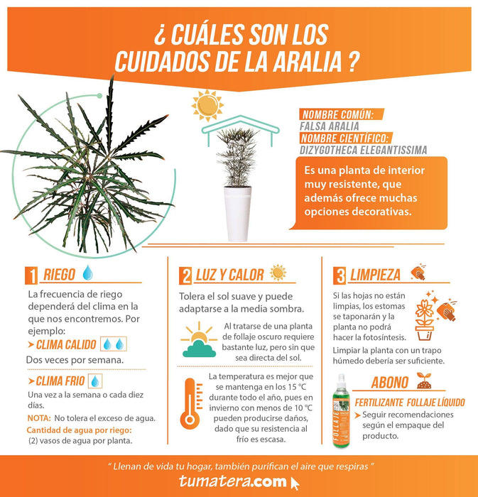 COMBO TUBUS 76 CM CON ARALIA - Tumatera.co