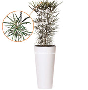 COMBO TUBUS 76 CM CON ARALIA - Tumatera.co