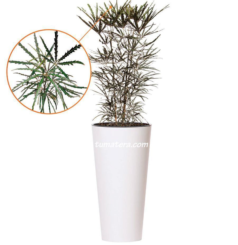 COMBO TUBUS 76 CM CON ARALIA - Tumatera.co