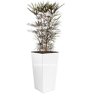 Combo Urbi 61 cm con Aralia