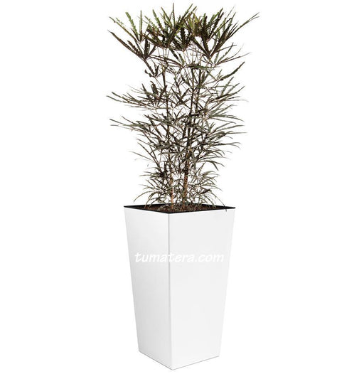 Combo Urbi 61 cm con Aralia