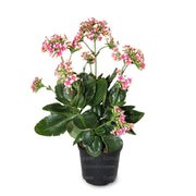 PLANTA KALANCHOE B14 - Tumatera.co