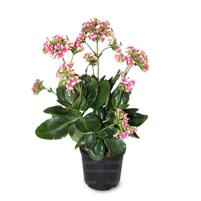 PLANTA KALANCHOE B14 - Tumatera.co