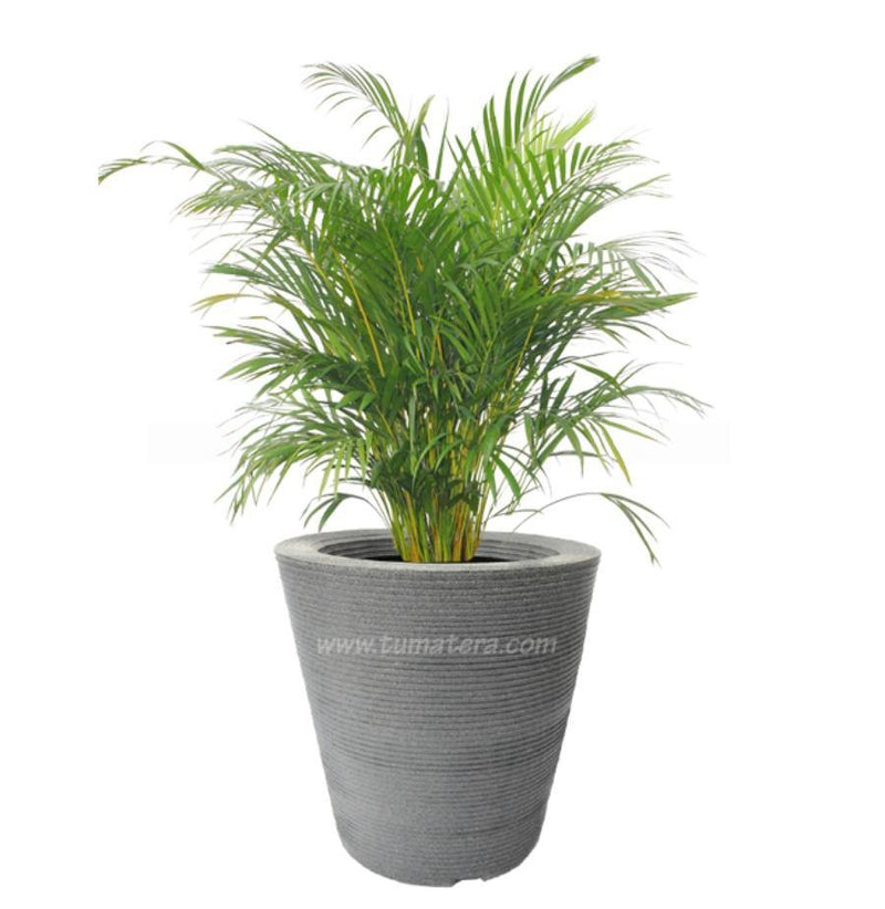 COMBO CÓNICA 59 CM CON PALMA ARECA - Tumatera.co