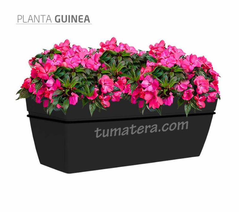 COMBO KIT CAPRI BALCÓN 50CM CON FLORES - Tumatera.co