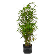 PLANTA BAMBUS B35 - Tumatera.co