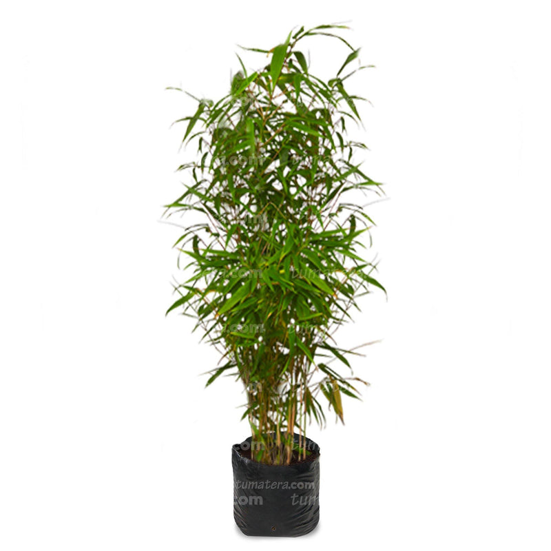 PLANTA BAMBUS B35 - Tumatera.co