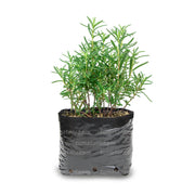 PLANTA AROMÁTICA ROMERO B12 - Tumatera.co