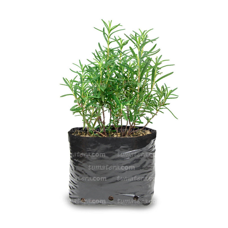 PLANTA AROMÁTICA ROMERO B12 - Tumatera.co