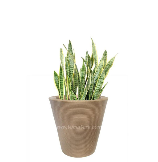COMBO CÓNICA 59 CM CON SANSEVIERA - Tumatera.co