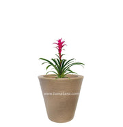 COMBO CÓNICA 59 CM CON BROMELIA - Tumatera.co