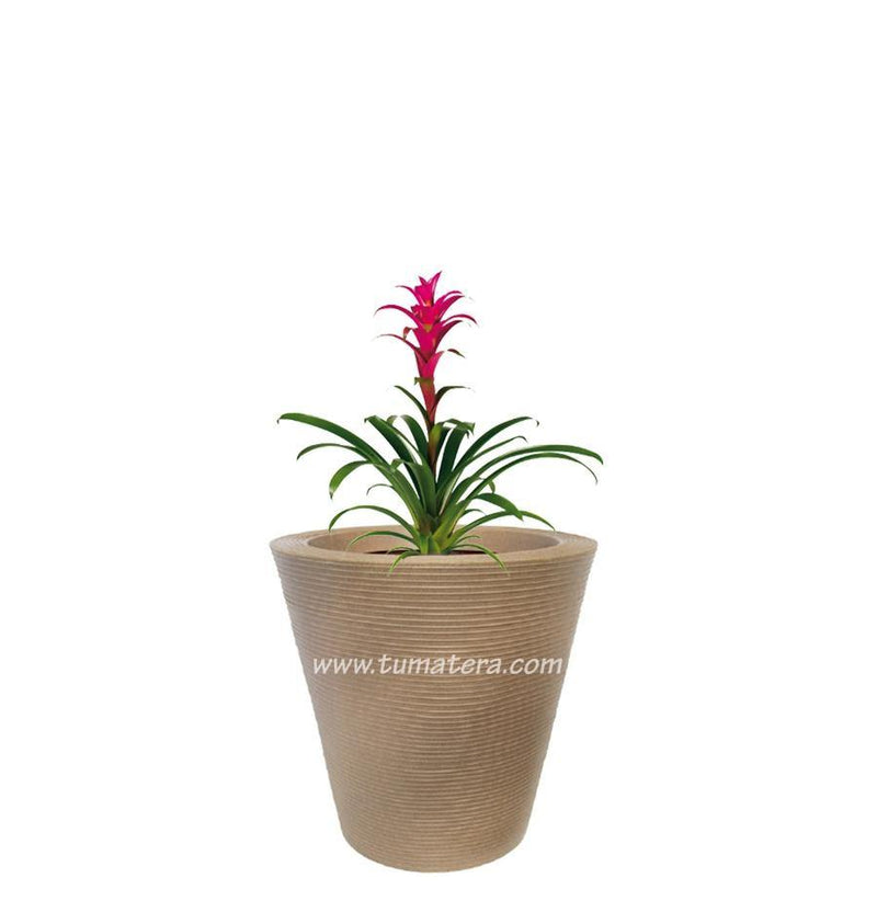 COMBO CÓNICA 59 CM CON BROMELIA - Tumatera.co