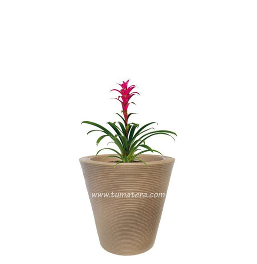 COMBO CÓNICA 59 CM CON BROMELIA - Tumatera.co
