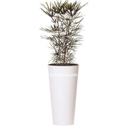 COMBO TUBUS 76 CM CON ARALIA - Tumatera.co
