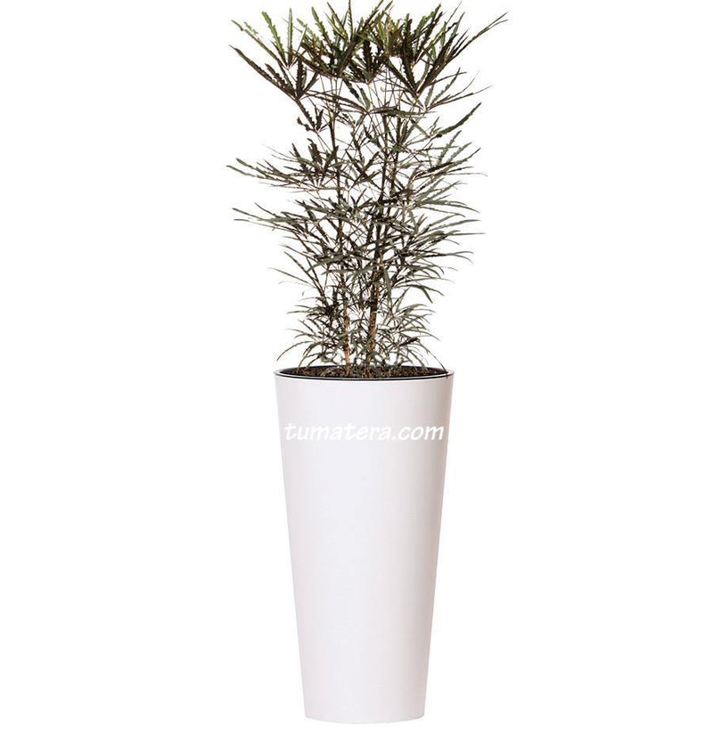 COMBO TUBUS 76 CM CON ARALIA - Tumatera.co