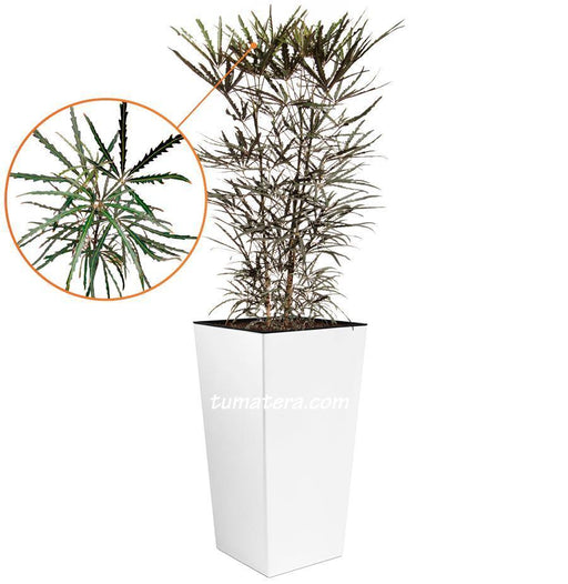 Combo Urbi 61 cm con Aralia vista cercana
