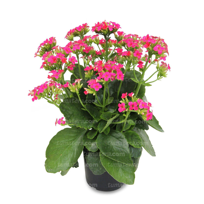 PLANTA KALANCHOE B14 - Tumatera.co