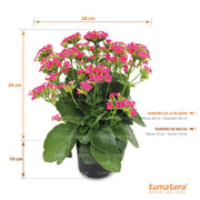 PLANTA KALANCHOE B14 - Tumatera.co