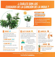 COMBO URBI 61 CM CON CANCIÓN DE LA INDIA - Tumatera.co