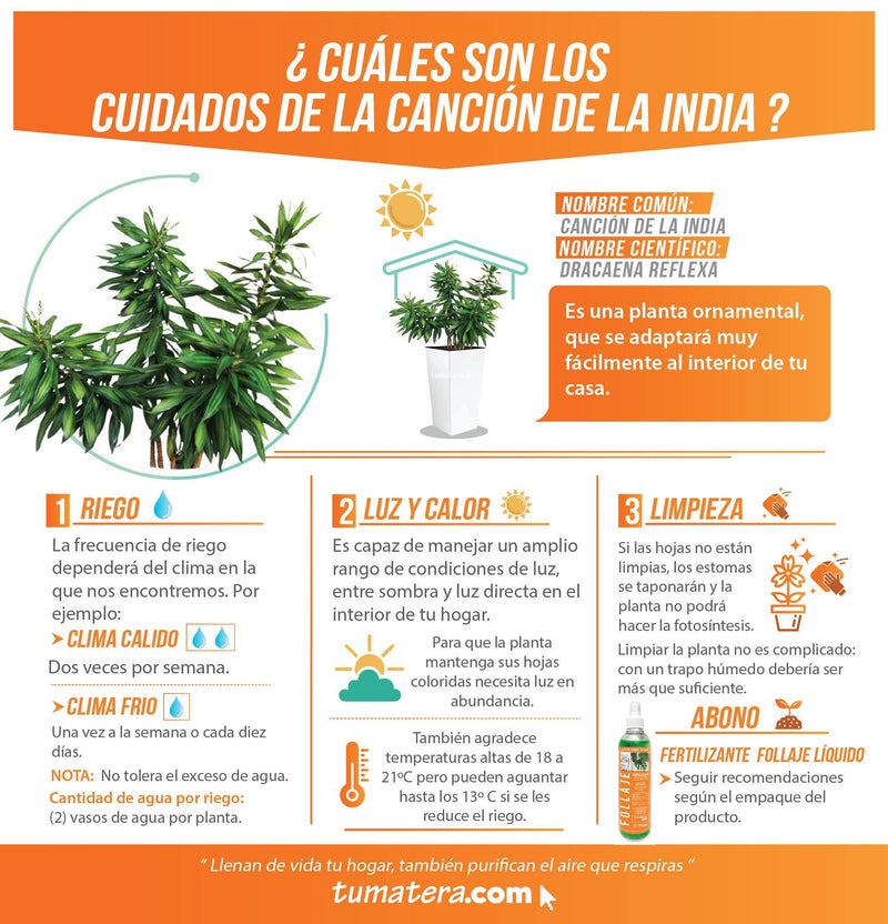 COMBO URBI 61 CM CON CANCIÓN DE LA INDIA - Tumatera.co