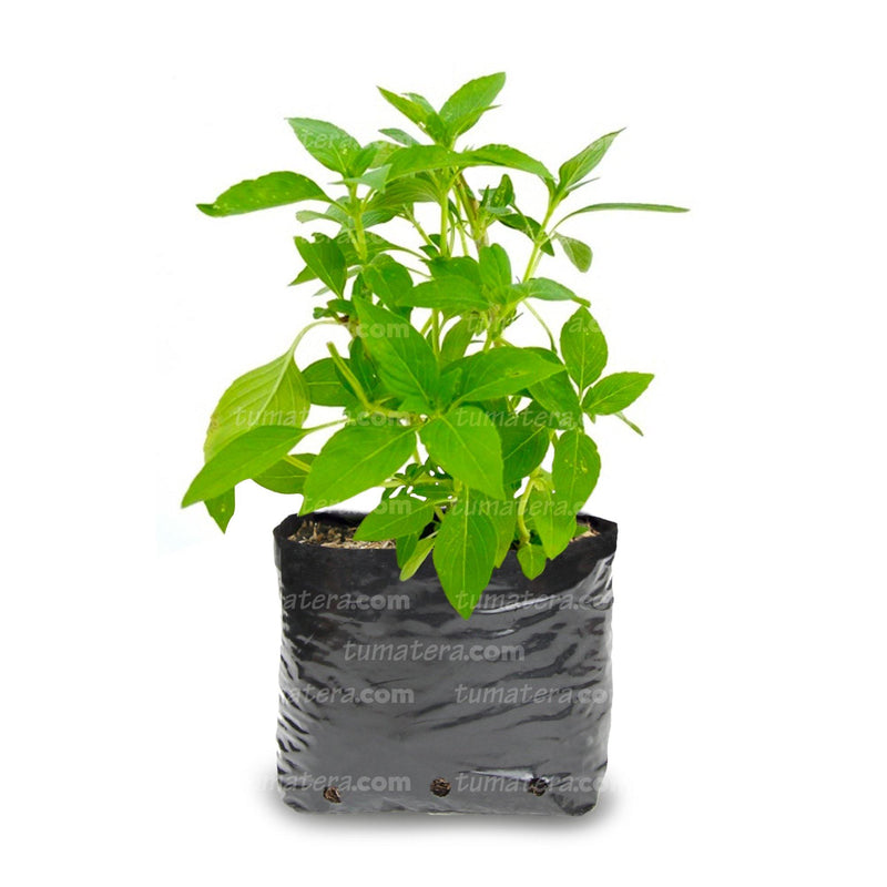 PLANTA AROMÁTICA ALBAHACA B14 - Tumatera.co