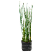 Planta Equisetum vista frontal