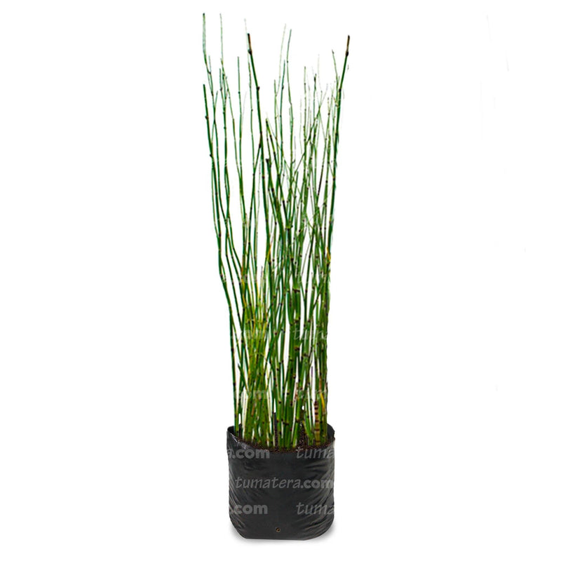 Planta Equisetum vista frontal