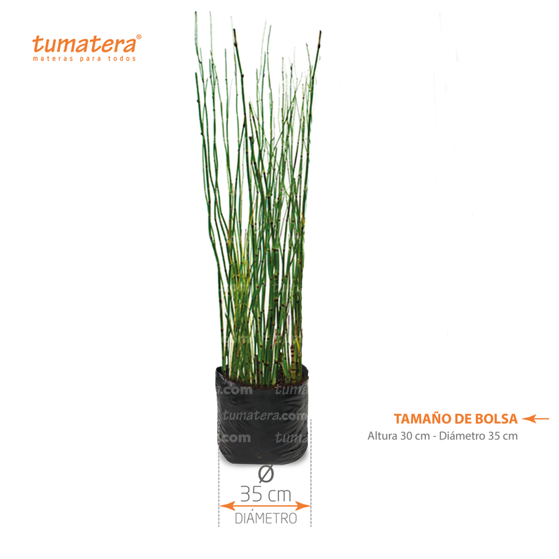 Planta Equisetum medidas