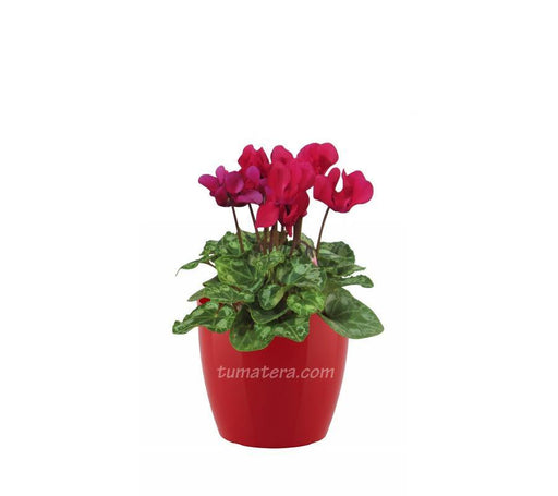 COMBO SAN REMO 16 CM CON VIOLETA DE LOS ALPES - Tumatera.co