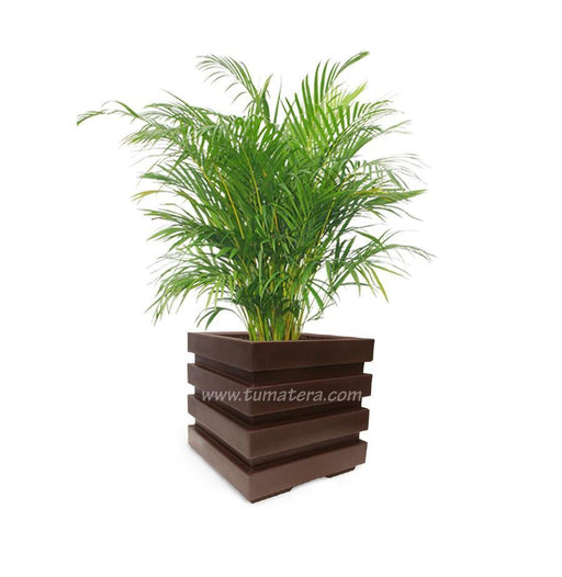 COMBO CUBO 48 CM CON PALMA ARECA - Tumatera.co