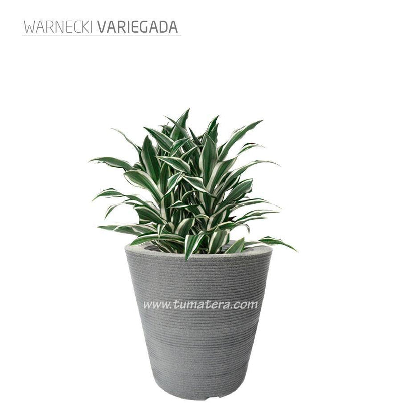 COMBO CÓNICA 59 CM CON WARNECKI - Tumatera.co