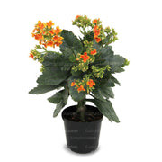 PLANTA KALANCHOE B14 - Tumatera.co