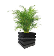 COMBO CUBO 48 CM CON PALMA ARECA - Tumatera.co
