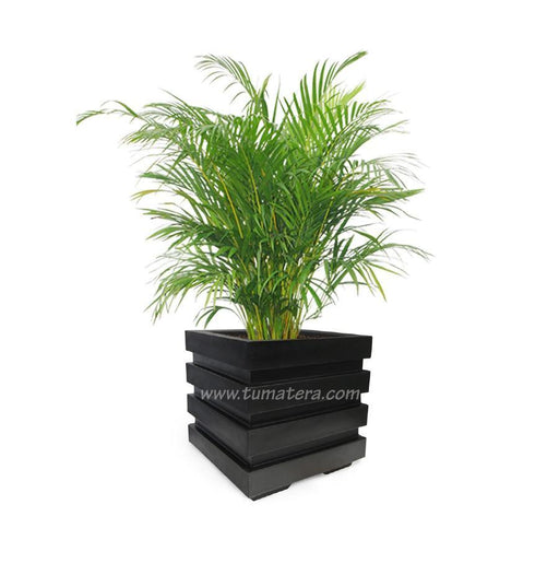 COMBO CUBO 48 CM CON PALMA ARECA - Tumatera.co