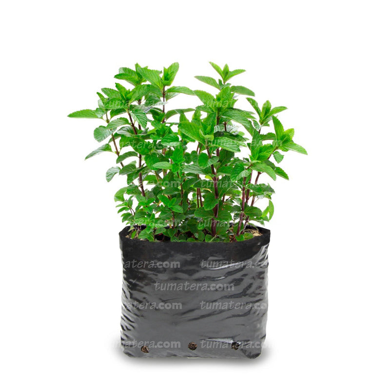 PLANTA AROMÁTICA HIERBABUENA B12 - Tumatera.co