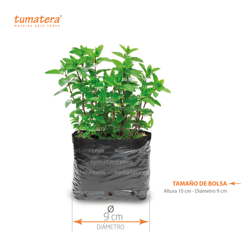 PLANTA AROMÁTICA HIERBABUENA B12 - Tumatera.co