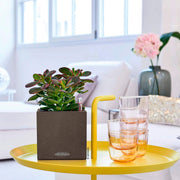 MATERA INTELIGENTE AUTORREGANTE CANTO 14 CM - Tumatera.co