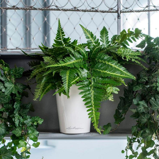 MATERA INTELIGENTE AUTORREGANTE DELTINI 15 CM - Tumatera.co