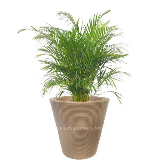 COMBO CÓNICA 59 CM CON PALMA ARECA - Tumatera.co