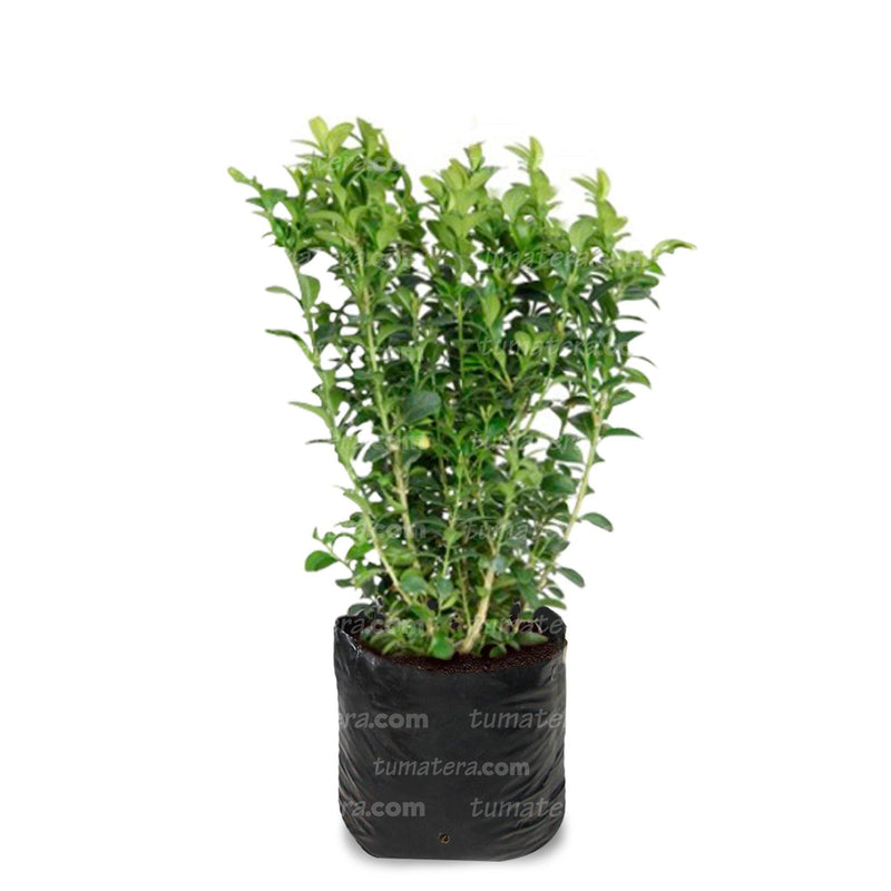 PLANTA BUXUS B35 - Tumatera.co