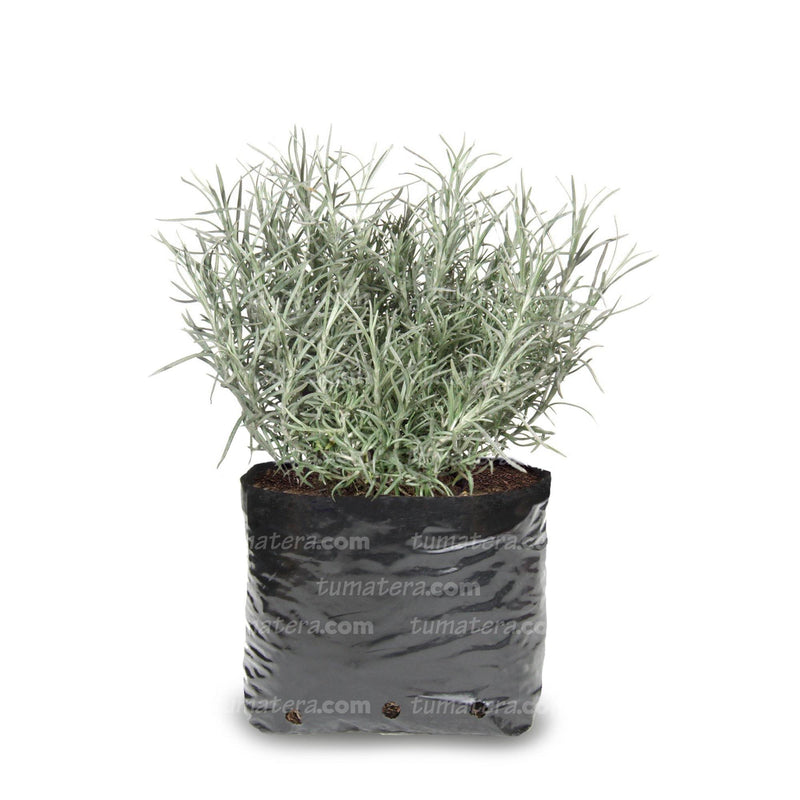 PLANTA AROMÁTICA CURRY B12 - Tumatera.co