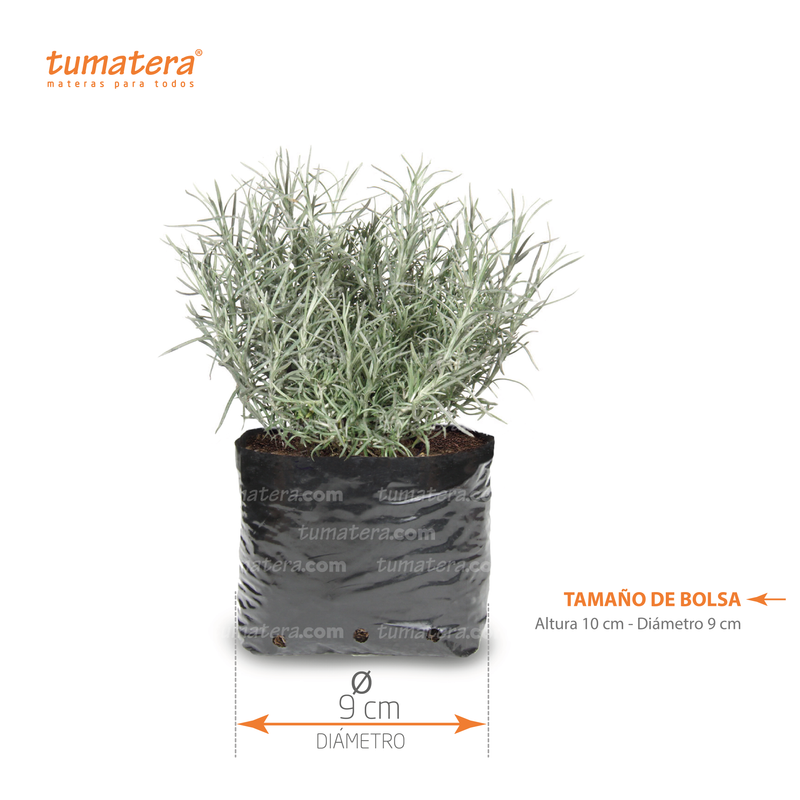 PLANTA AROMÁTICA CURRY B12 - Tumatera.co