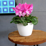 MATERA MAGNOLIA JUMPER 16 CM - Tumatera.co