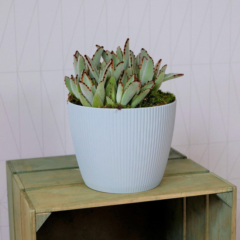 MATERA MAGNOLIA JUMPER 16 CM - Tumatera.co