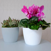 MATERA MAGNOLIA JUMPER 16 CM - Tumatera.co