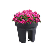 COMBO MATERA BALCÓN LOFLY 25 CM CON FLORES- Tumatera.co