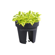 COMBO MATERA BALCÓN LOFLY 25 CM CON DURANTAS- Tumatera.co