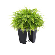 COMBO MATERA BALCÓN LOFLY 25 CM CON HELECHOS- Tumatera.co